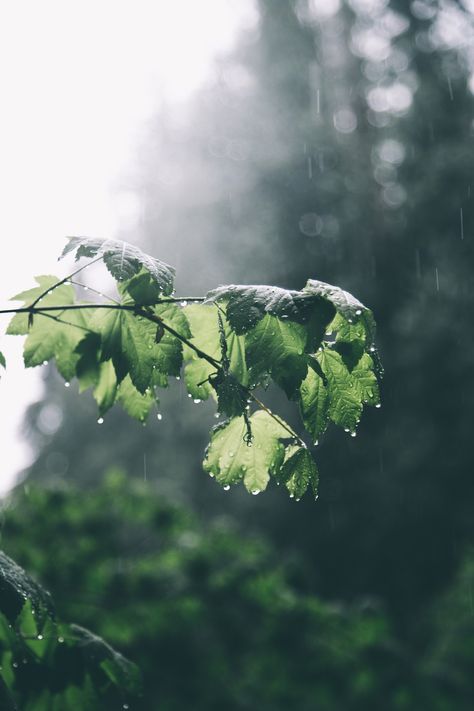 hannahkemp: Rainy Days : expressions-of-nature Rainy Photography, Rainy Day Photography, Cozy Rainy Day, Rainy Day Aesthetic, I Love Rain, Rain Wallpapers, Image Nature, Love Rain, Camping Ideas