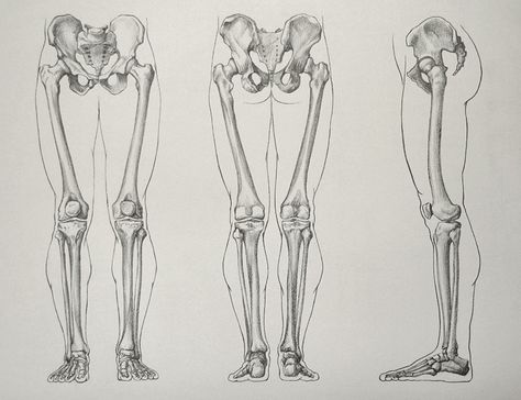 Bone Drawing, Leg Anatomy, Anatomy Bones, Drawing Legs, Skeleton Anatomy, Male Figure Drawing, Leg Bones, Skeleton Drawings, Human Anatomy Drawing