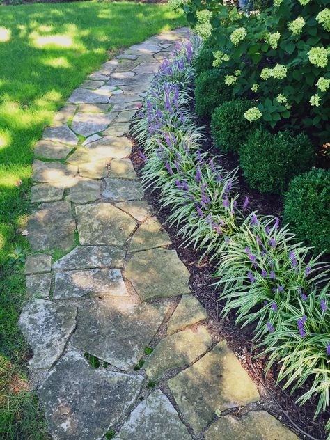 My liriope, boxwood and hydrangea lined pathway. I’m working on moss between the stones Boxwood Landscaping, Limelight Hydrangea, Pathway Landscaping, Front Yard Design, Garden Walkway, Front Landscaping, Stone Path, Front Yard Garden, Garden Pathway