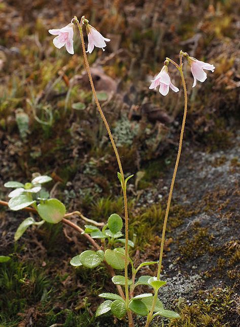 Linnea Borealis Tattoo, Linnea Flower Tattoo, Linnea Borealis, Alaskan Flowers, Linnea Flower, Linnaea Borealis, Twin Flower, Alpine Flowers, Plant Fungus