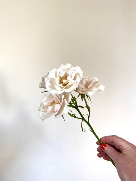 White Majolica Spray Roses, Majolica Spray Rose, Spray Roses, Spray, Flowers, Floral, White