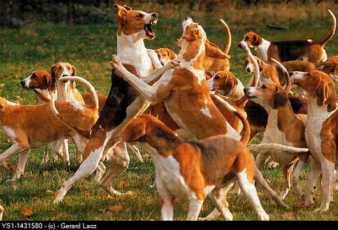 Fox Hounds, Amazing Facts In Hindi, Fox Hunter, Hunt Seat, American Foxhound, Facts In Hindi, Science Stories, Interesting Facts In Hindi, Fox Hunting