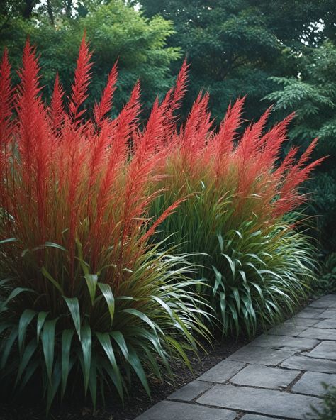 10 Best Tall Ornamental Grasses Flame Grass Landscaping, Red Fountain Grass Landscaping, Zone 6 Landscaping Design, Mexican Feather Grass Landscaping, Muhly Grass Landscaping, Tall Flowers For Garden, Natural Privacy Landscaping, Tall Plants For Privacy, Tall Grasses For Privacy