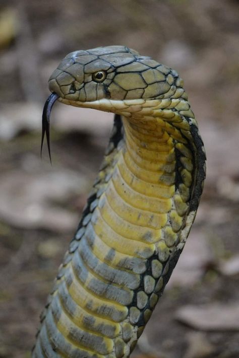 King Cobra (Ophiophagus hannah), female, family Elapidae, Thailand  Venomous.  - The largest species of venomous snake in the world.  Photograph by Teddy Gilbert￼￼￼ King Cobra Snake, Danger Noodles, Venomous Snake, Venomous Snakes, Largest Snake, Cobra Snake, Snake Venom, Pet Snake, King Cobra