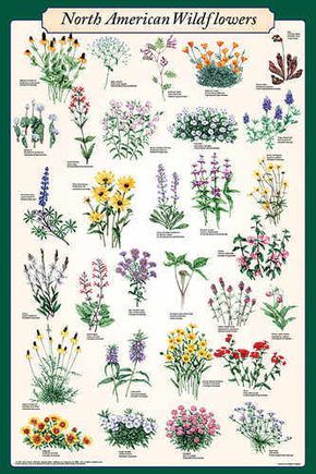 This poster features beautiful illustrations of some of the most popular and colorful wildflower varieties. Each flower’s common and scientific name is listed. Living Room Posters, Living Room Poster, Wildflower Garden, Vintage Living Room, Funny Vintage, Family Bathroom, Garden Cottage, Vintage Humor, Room Posters