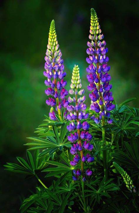 Lupin Flower, Purple Lupine, Lupine Flowers, Diy Watercolor Painting, Follow Back, Wallpaper Space, Beautiful Flowers Wallpapers, Flower Art Painting, Purple And Green