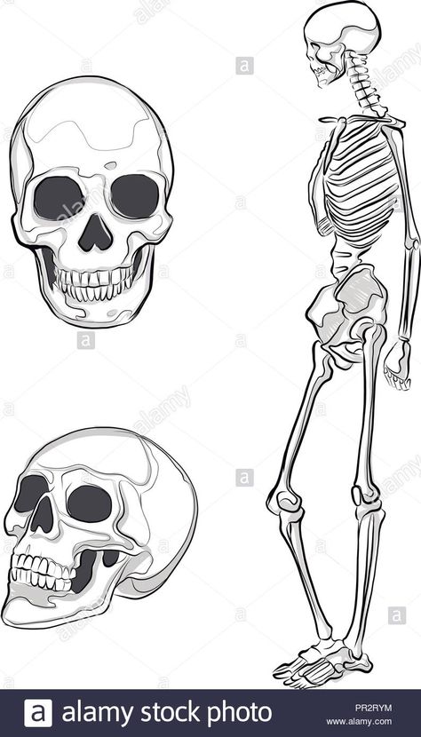 Sketelon Drawings, How To Draw A Skeleton Step By Step, How To Draw Skeletons, How To Draw A Skeleton, Skeleton Drawing Reference, Dnd Skeleton, Simple Skeleton Drawing, Human Skeleton Drawing, Skeleton Clay