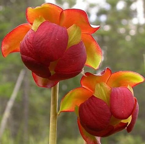 Purple Pitcher Plant, Sarracenia Purpurea, Plante Carnivore, Pitcher Plant, Unusual Plants, Unusual Flowers, Carnivorous Plants, Rare Flowers, Deco Floral