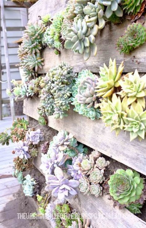 Potager Palettes, Kebun Herbal, Succulent Wall Garden, Taman Diy, Vertical Succulent Gardens, Pallet Projects Garden, Jardim Diy, Vertical Vegetable Garden, Easy Gardening