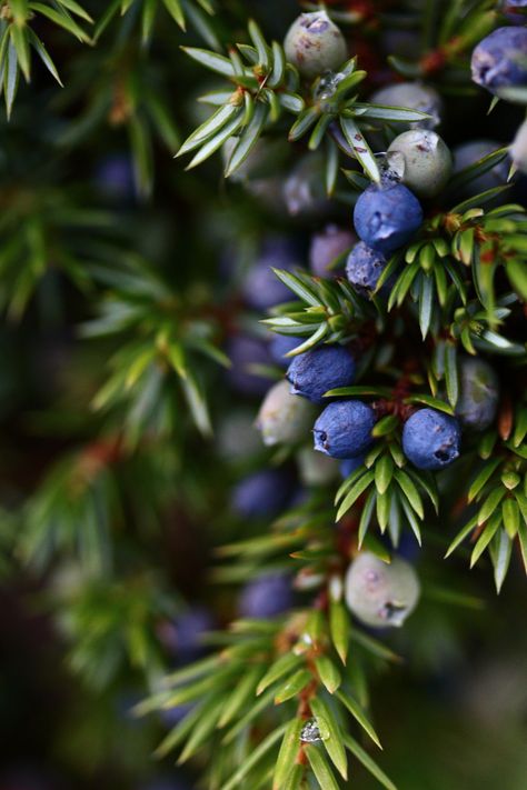 Winter Flowers Illustration, Juniper Art, Witchcraft Runes, Juniper Color, Real Witchcraft, Berries Photography, Winter Fruits, Forest Berries, Dark Psychology