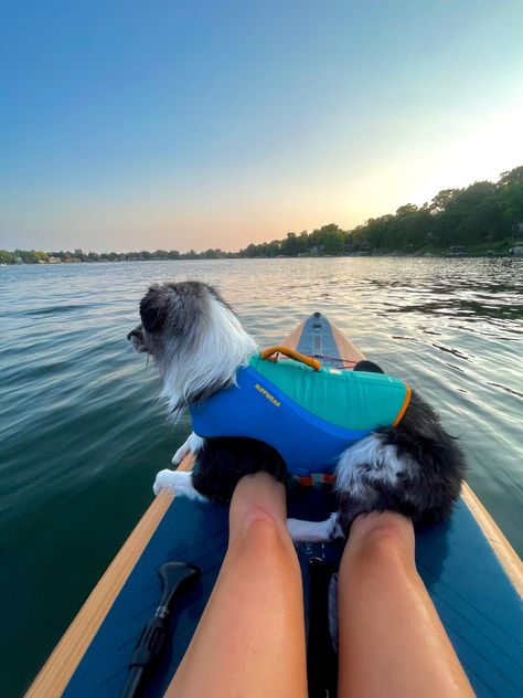 Paddleboarding With Dog, Paddle Board With Dog, Dog On Paddle Board, Paddle Boarding Dog, Dog Paddle Boarding, Paddle Board Dog, Summer Dog Activities, Paddle Boarding With Dog, Dog In Pool