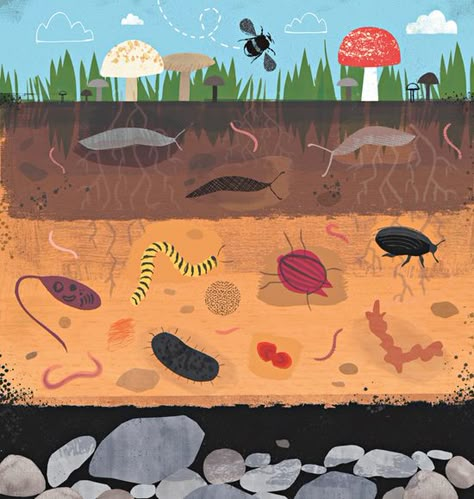 "Soil may seem simple, benign stuff, but it teems with life." How to look after your #soil (and the countless critters it contains!). #gardening Soil Illustration Art, Soil Activity, Soil Illustration, Soil Art, Graphic Shapes, Outdoor Home Decor, Garden Illustration, Layered Art, Soil Layers