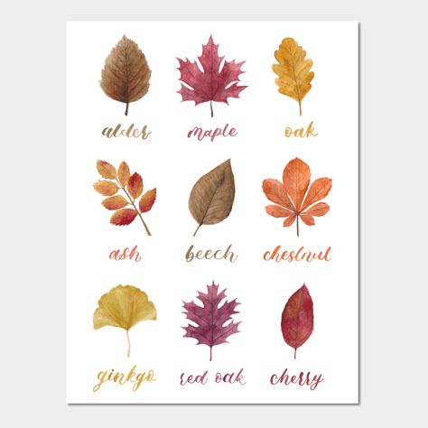 A chart of different leaves in different colours, painted in watercolour style. -- Choose from our vast selection of art prints and posters to match with your desired size to make the perfect print or poster. Pick your favorite: Movies, TV Shows, Art, and so much more! Available in mini, small, medium, large, and extra-large depending on the design. For men, women, and children. Perfect for decoration. Different Leaves, Fall Greeting Cards, Christian Fall, Flower Words, Watercolor Pumpkins, Fall Watercolor, Field Notes, Beautiful Handmade Cards, Elegant Tattoos