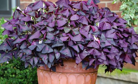 Purple Oxalis, Shamrock Plant, Purple Shamrock, Oxalis Triangularis, Purple Leaves, Front Landscaping, Herbaceous Perennials, Low Maintenance Plants, Growing Indoors