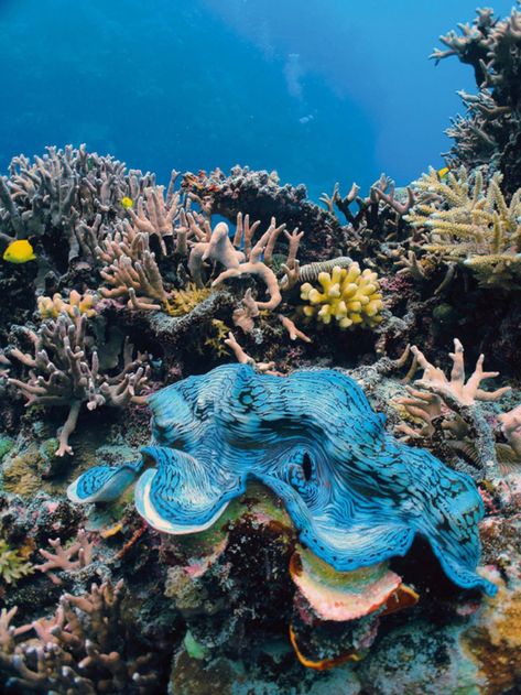 The Great Barrier Reef's Great Eight | Scuba Diving Great Barrier Reef Diving, Barrier Reef Australia, Giant Clam, Under The Ocean, Ocean Floor, The Great Barrier Reef, Beautiful Sea Creatures, Underwater Creatures, Underwater Life