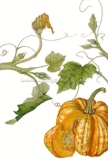 10 ~ 3 ~ 16 Botanical Pumpkin Illustration, Vegetable Illustration, Pumpkin Illustration, Clipart Vintage, Watercolor Fruit, Coloring Inspiration, Garden Journal, 수채화 그림, Botanical Painting