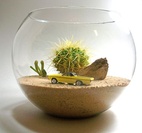 Cactus Terrarium, Beautiful Terrariums, Succulent Garden Design, Terrarium Containers, Succulent Garden Diy, Cactus Decor, Succulent Gardening, Garden Terrarium, Terraria