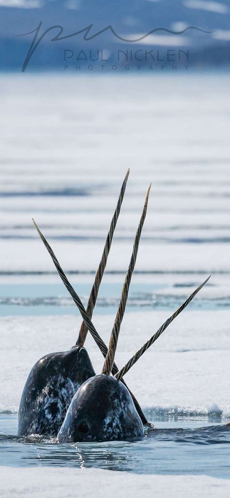 Narwhal Photo, Childe Aesthetic, Narwhal Real, Paul Nicklen, Aesthetic Genshin, Animal Encounters, A Seal, Arctic Animals, Field Notes