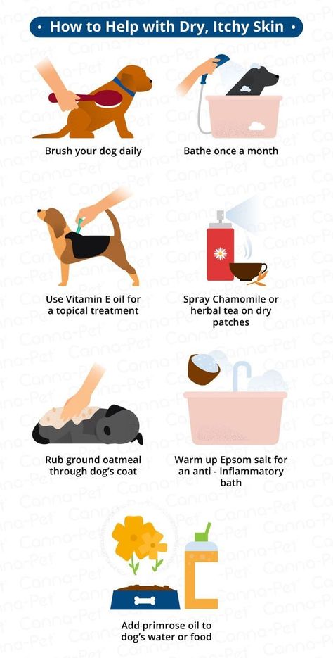 Dog Itchy Skin Remedy, Itchy Dog Skin, Itchy Skin Remedy, Dog Dry Skin, Dog Skin Allergies, Trained Dog, Dog Skin Care, Itchy Dog, Dog Medicine