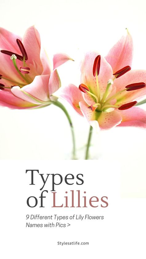 lily flowers
lillies
types of lillies Type Of Lily Flowers, Types Of Lily Flowers, Types Of Lillies, Lily Types, Lily Meaning, Lillies Flowers, Different Types Of Lilies, Lilly Plants, Growing Lilies