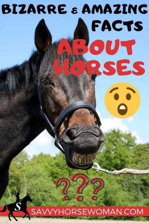 Bizarre and Amazing Facts About Horses - Savvy Horsewoman Horse Facts Interesting, Cookbook Fundraiser, Horse Facts For Kids, Interesting Facts About Horses, Horse Species, Facts About Horses, Horse Education, Equine Massage, Equestrian Horses