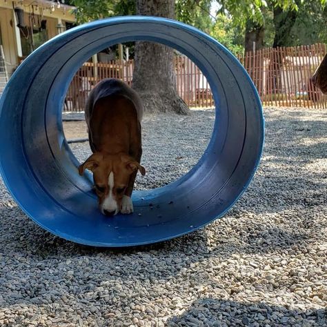 A dog tunnel is an easy addition to your DIY dog park. Outdoor Dog Toys Play Areas, Dog Tunnel Backyard, Dog Tunnel Diy, Dog Playground Diy, Diy Dog Obstacle Course, Dog Playground Backyard Diy, Diy Dog Park, Dog Playground Backyard, Dog Backyard Playground