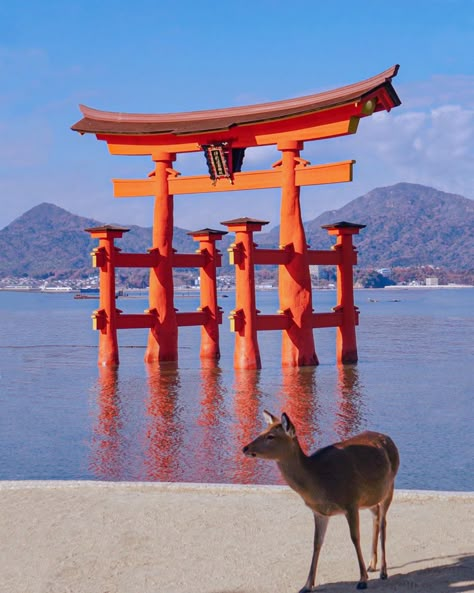 Hiroshima Miyajima, Landscape Practice, Japan Places, Tokyo Streets, Japanese Shrine, Hiroshima Japan, Tokyo Japan Travel, Japan Landscape, Torii Gate