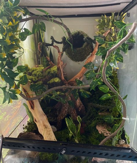 Dessert Reptile Enclosure, Aesthetic Terrarium Reptile, Crescent Gecko Cage, Naturalistic Reptile Enclosure, Created Gecko Enclosure, Day Gecko Terrarium, Leachie Gecko Enclosure, Gargoyle Gecko Enclosure, Lepord Gecko Enclosure