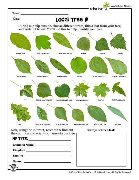 Tree Identification Worksheet National Tree Day Activities For Kids, Tree Identification Chart For Kids, Arbor Day Ideas, Arbor Day Activities For Kids, Arbor Day Activities, Arbor Day Crafts, Thursday Activities, Botany Activities, Elderly Games