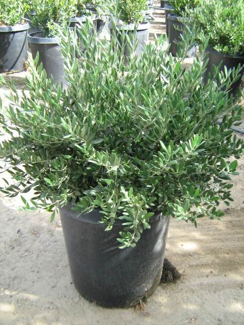 OLEA europaea 'Dwarf Olive' - TY Nursery – California Wholesale Nursery Since 1966 Olive Bush Landscaping, Olive Bush, California Landscaping, Modern Tudor, Grey Theme, Landscape Curbing, Cedar Raised Garden Beds, Cinder Block Garden, Australian Native Garden