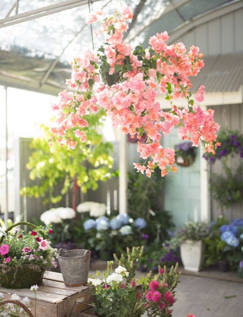 bougainvillea hanging basket Bougainvillea Hanging Basket, Hanging Bougainvillea, Pergola Landscape, House Of Leaves, Backyard Plants, Hanging Vines, Garden Containers, Window Boxes, Hanging Basket