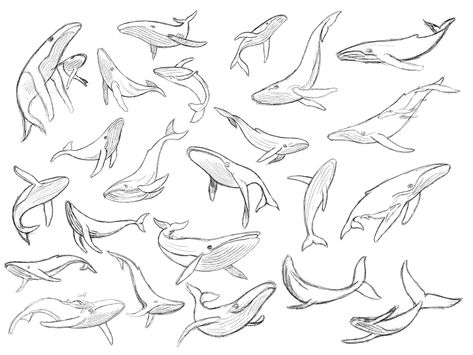 Humpback Whales Tattoo, Fine Line Humpback Whale Tattoo, Whale Drawing Reference, Humpback Whale Sketch, Humpback Whale Line Drawing, Humpback Whale Tattoo Design, How To Draw Whale, Whale Outline Tattoo, Whale Drawing Pencil