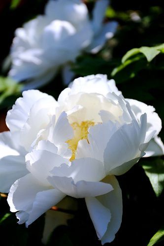 Peony Bush, One Flower, White Peony, Moon Garden, Colorful Roses, The Secret Garden, White Peonies, White Gardens, Peony Flower