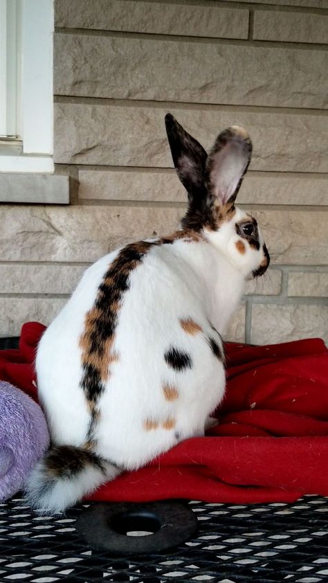 Californian Rabbit, Rhinelander Rabbit, Harlequin Rabbit, Rabbit Oc, Himalayan Rabbit, Rabbit Pose, Flemish Giant Rabbit, Rare Rabbit, Unique Rabbit