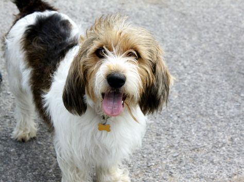 Petite Basset Griffon Vendeen, Pbgv Puppies, Pbgv Dog, Basset Griffon Vendeen, Best Apartment Dogs, Basset Griffon, Petit Basset Griffon Vendeen, Griffon Dog, Apartment Dogs