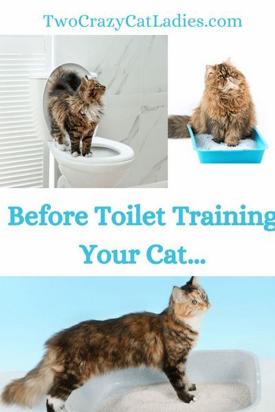 You’ve likely found this blog because you’re considering toilet training your cat. It’s becoming increasingly popular to teach cats to use the toilet instead of their litter box, but you need to understand what you might be setting yourself and your cat up for first. Parenting Checklist, Cat Necessities, Cats Training, Kitten Hacks, Kitty Tips, Cat Rooms, Cat Bubble, Cats Grooming, Cat Questions