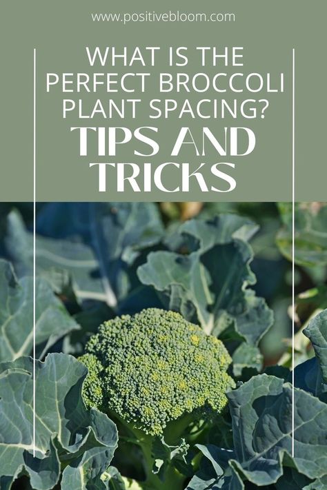 Find out the perfect broccoli plant spacing. Learn how and when to plant broccoli and how to maintain and harvest these delicious veggies. When To Plant Broccoli, Cauliflower Plant, Broccoli Plant, Growing Broccoli, Delicious Veggies, Outside Plants, When To Plant, Plant Zones, Broccoli Cauliflower