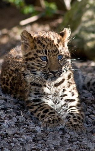 Female Amur Leopard Cub Funny Wildlife, Amur Leopard, Wild Animals Photos, Leopard Cub, Gato Grande, Baby Leopard, Endangered Animals, Wildlife Animals, Beautiful Animals