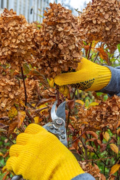 Hydrangea Winter Care, Hydrangea Plant Care, When To Prune Hydrangeas, Prune Hydrangeas, Pruning Plants, Hydrangea Potted, Pruning Hydrangeas, Hydrangea Tree, Hydrangea Landscaping