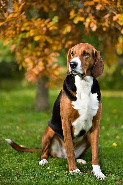 The English Foxhound is a substantial galloping hound of great stamina. His long legs are straight as a gatepost, and just as sturdy. The back is perfectly level and the chest is very deep. It is a scent hound, bred to hunt foxes by scent. Foxhound Puppy, Foxhound Dog, English Foxhound, American Foxhound, Every Dog Breed, Brain Activity, Group Of Dogs, Interactive Dog Toys, The Fox And The Hound