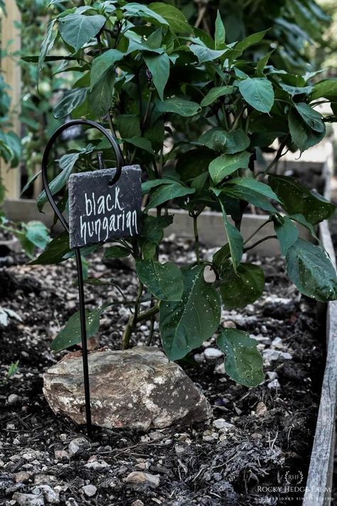 Outdoor Garden Tags  | Rocky Hedge Farm - My favorite garden labels are these slate weatherproof vegetable plant markers. These slate plant labels don't fade, and are the best for   outdoor identification of plants. Veggie Garden Name Tags, Garden Labels Diy, Plant Identification Tags, Vegetable Garden Markers, Garden Plant Markers, Homestead Gardening, Slate Garden, Mops Crafts, Building Raised Garden Beds