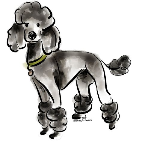 Poodle Tattoo, Poodle Drawing, Poodle Cuts, Poodle Grooming, French Poodles, 강아지 그림, Labrador Retrievers, Miniature Poodle, Desenho Tattoo