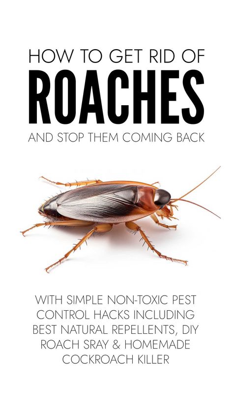 Get rid of cockroaches easily with natural cockroach repellents you already have in your kitchen plus DIY roach spray and homemade cockroach killer. Ways To Get Rid Of Roaches, Diy Roach Repellent, Diy Roach Killer Homemade, How To Kill Cockroaches Fast, Kill Roaches Fast, Cockroaches How To Get Rid Of, Roaches Get Rid Of Diy, Rid Of Roaches For Good, Get Rid Of Cockroaches Fast