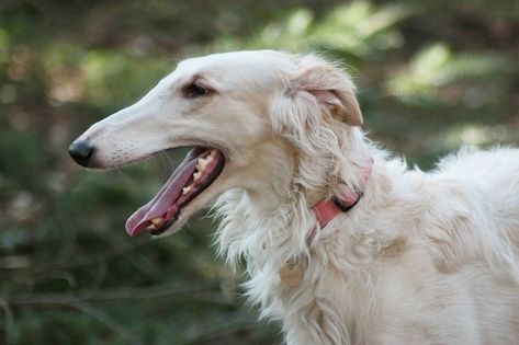 15 Funny Looking Dog Breeds (with Pictures) | Hepper Long Face Dog, Russian Dog Breeds, Funny Looking Dogs, Hound Dog Breeds, Russian Wolfhound, Borzoi Dog, Dog Breeds List, Hound Dog, Dog Face