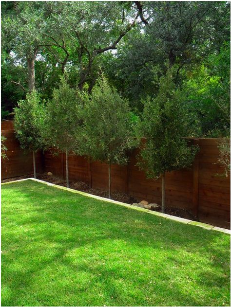 Privacy trees. Minimal Backyard, Backyard Trees Landscaping, Fence Gardening, Backyard Modern, Privacy Landscaping Backyard, Landscaping Along Fence, Privacy Ideas, Privacy Trees, Backyard Trees