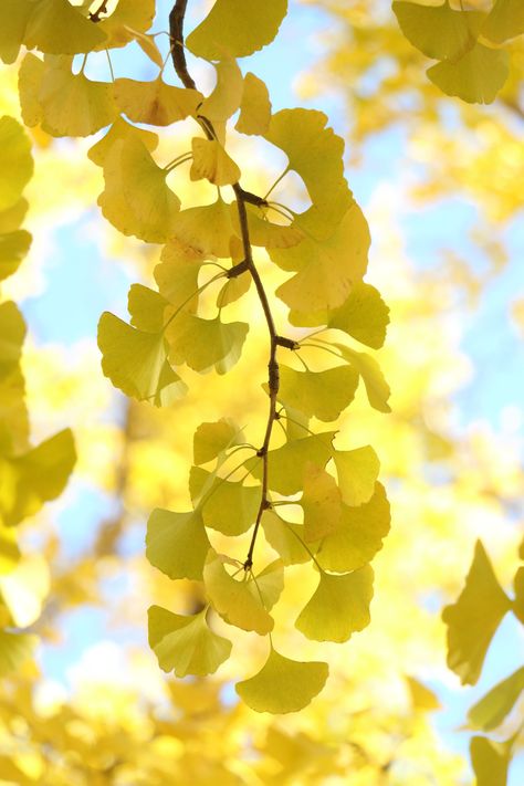 Ginkgo Tree, Gingko Leaves, Dream Photography, Canvas Painting Designs, Big Leaves, Ginkgo Leaf, Tree Wallpaper, Beautiful Flowers Wallpapers, Aesthetic Painting