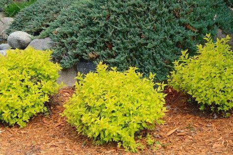 Small Evergreen Plants, Yellow Evergreen Shrub, Full Sun Foundation Planting, Yellow Bushes Shrub, Lorapetulam Bush, Border Plants Full Sun, Gold Mound Spirea, Yellow Shrubs, Juniper Shrub