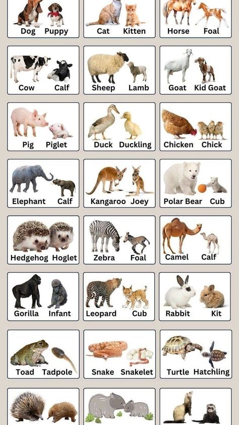 Young Ones Of Animals, Names Of Animals, Animal Pictures For Kids, Animals Name In English, Animals Name, School Kids Crafts, English Grammar Book, Animal Flashcards, Animal Worksheets