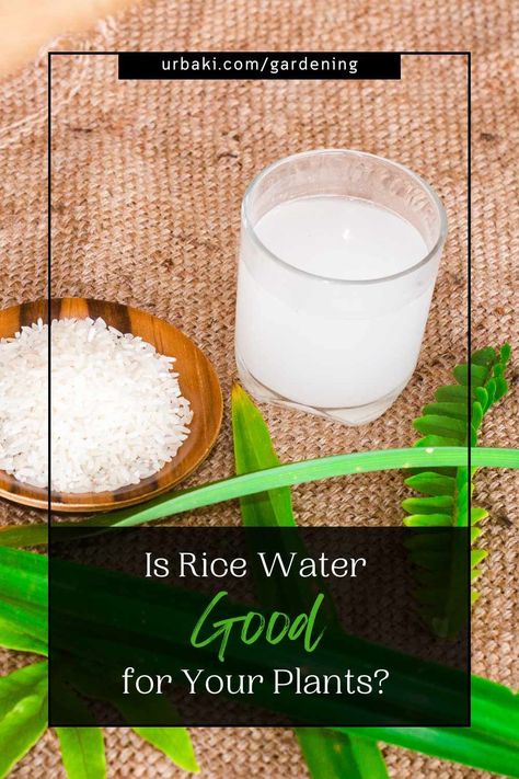 In the realm of gardening tips and tricks, where innovative techniques and natural remedies abound, one recurring suggestion has captured the attention of plant enthusiasts worldwide: the use of rice water as a natural fertilizer. With claims that rice water acts as a magical elixir for plants, promoting robust growth, enhancing nutrient absorption, and even warding off pests, it has become a hot topic of discussion. In this article, we delve into the intriguing realm of rice water and... Rice Water For Plants Benefits, Rice Water For Plant Growth, Rice Water Fertilizer, Rice Water For Plants, Nitrogen For Plants, Rice Water Benefits, Diy Fertilizer, Flower Fertilizer, Gardening Tips And Tricks