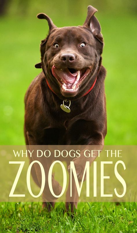 Pet Language, Dog Zoomies, Excited Puppy, House Training Dogs, Dog Tips, Calm Dogs, Dog Info, Dog Care Tips, Dog Runs